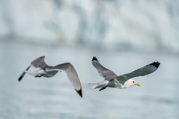 Obraz premium Black-legged kittiwakes (Rissa tridactyla) in flight, at Bjornfjorden, Svalbard, Norway
