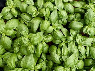 fresh green basil. close up of basil leaves - aromatic plants. view from above  © Bookaroo68