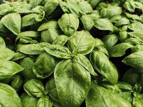fresh green basil. close up of basil leaves - aromatic plants. view from above 