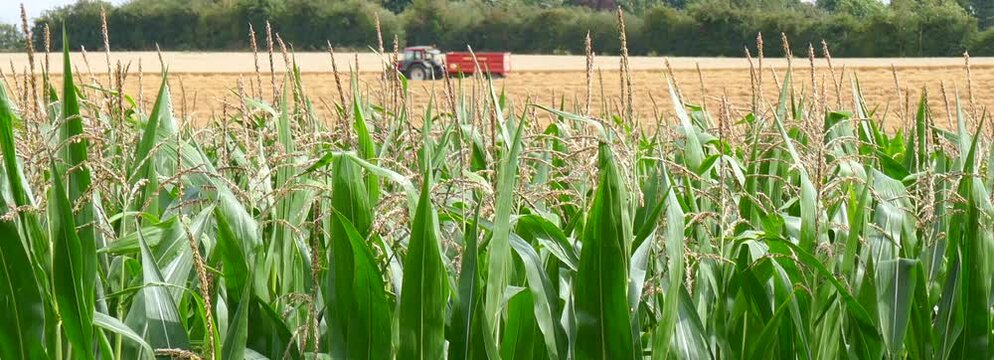 harvesting. combined harvester.