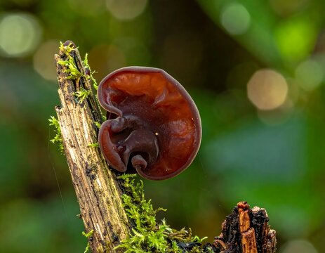 Glossy Brown Jelly Fungus Growing on Mossy Dead Branch in Forest