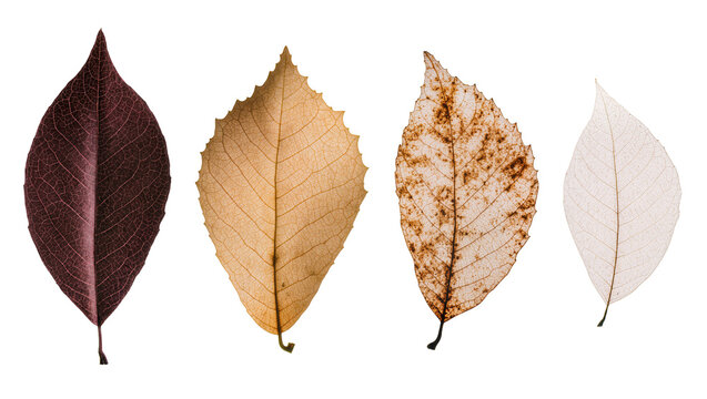 Four autumn leaves with different colors and textures