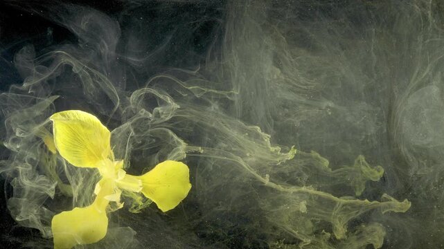 Yellow petals underwater drifting smoke swirl, trio of delicate blooms surrounded by diffuse pigment and calm ripples for dreamy abstract visuals