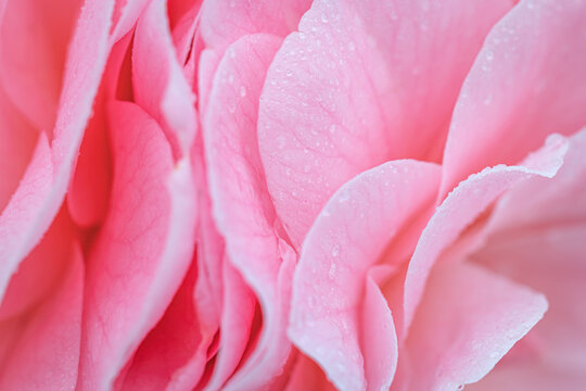 Close up view of pink flower petals with water droplets at garden in morning light