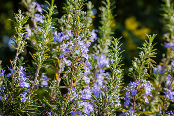 Obraz premium Flowers bloom on rosemary plants in a garden during a sunny day in spring