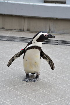 仙台うみの杜水族館のペンギン（宮城県仙台市）