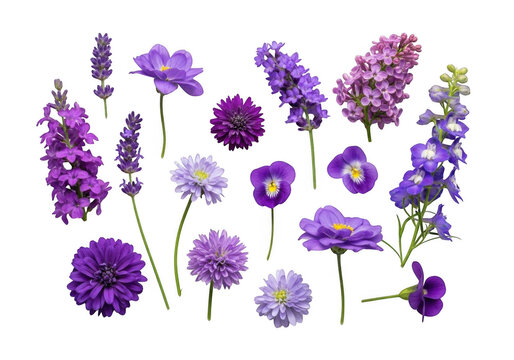 Collection of various purple and violet flowers including lavender, lilac, pansy, and delphinium isolated on a black background