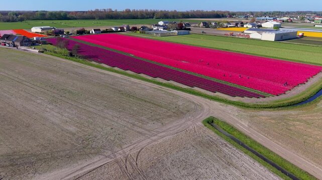 An aerial drone view of the countryside looking across large fields, featuring a massive patch of blooming bright pink and deep purple tulip rows, dirt farm tracks, a small water drainage ditch.