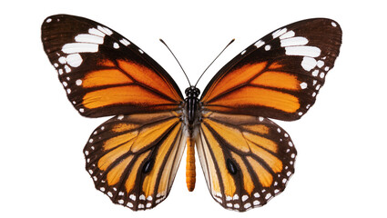 Monarch butterfly with orange black, and white wings © Luca