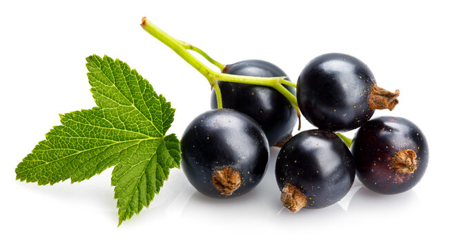 Berries black currant with green leaf. Fresh fruit, isolated on white background.