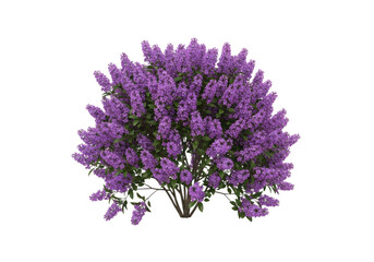 Obraz premium Dense lilac shrub with clusters of vibrant purple flowers and green leaves, isolated on a solid black background, for easy compositing