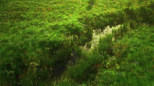 Aerial view of verdant marsh with winding channels, dense grasses and dew catching light, intricate green textures form patchwork, seasonal growth and subtle