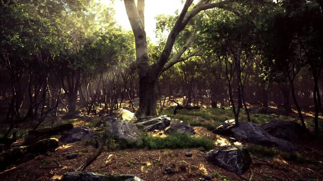 Dappled light across moss beds and scattered boulders. Soft shadow patterns on leaf litter, slim tree trunks recede into warm distance, atmosphere suited