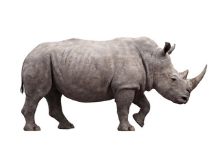 Obraz premium White rhinoceros walking, side view, isolated on transparent background (PNG)