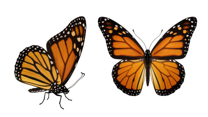 Two Monarch Butterflies with Orange and Black Wings © Luca