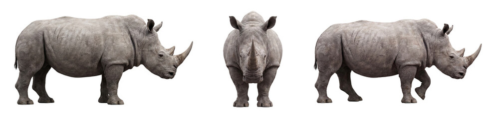 White rhino isolated on transparent background © Trixy