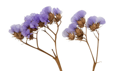 Delicate purple statice flowers with brown seed pods on thin stems © Luca