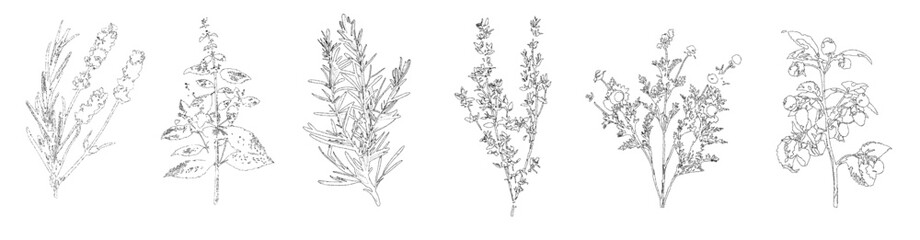 Obraz premium Vector set of botanical plants isolated on transparent background