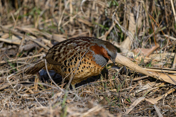 Obraz premium Chinese Bamboo-Partridge Bambusicola thoracicus Wild Bird