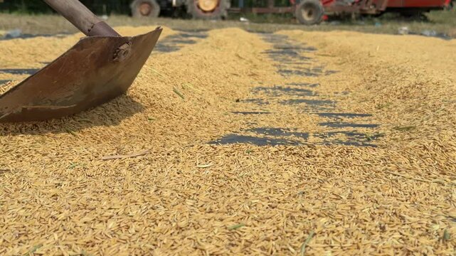A farmer levels a layer of harvested rice across a farmyard drying area during daily work in a rural setting. Rural livelihood