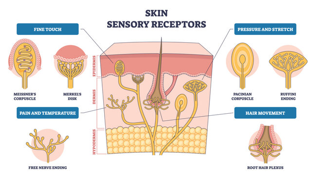 Skin sensory receptors overview shows epidermis with Meissner corpuscle, Pacinian corpuscle, and hair root plexus sensing touch, pressure, and movement. Outline diagram