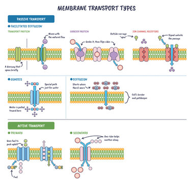 Membrane transport types shown across the phospholipid bilayer, contrasting passive and active flow via channel proteins and carrier proteins.