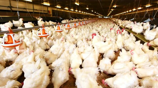 White Broiler Chickens Feeding in Commercial Poultry Farm Barn