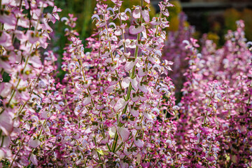 Obraz premium Bright pink flowers create a colorful scene in a garden during springtime