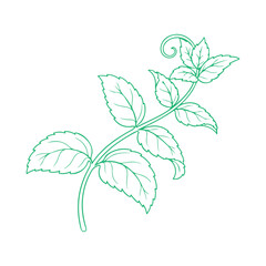 Mint Green Leaves Vector Set, Fresh Herbal Botanical Foliage Collection, Organic Peppermint Plant Illustration, Natural Garden Leaf Elements, Eco Nature Design Isolated on White Background © classic shape
