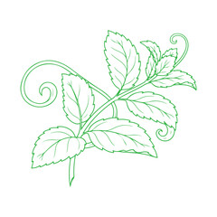 Mint Green Leaves Vector Set, Fresh Herbal Botanical Foliage Collection, Organic Peppermint Plant Illustration, Natural Garden Leaf Elements, Eco Nature Design Isolated on White Background © classic shape