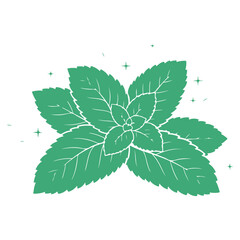Mint Green Leaves Vector Set, Fresh Herbal Botanical Foliage Collection, Organic Peppermint Plant Illustration, Natural Garden Leaf Elements, Eco Nature Design Isolated on White Background © classic shape