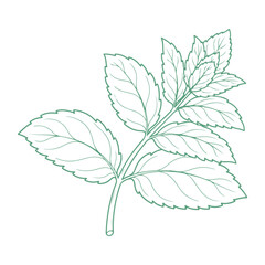 Mint Green Leaves Vector Set, Fresh Herbal Botanical Foliage Collection, Organic Peppermint Plant Illustration, Natural Garden Leaf Elements, Eco Nature Design Isolated on White Background © classic shape