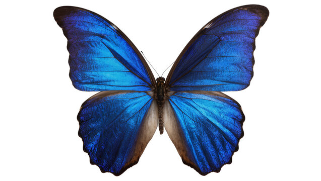 Blue Morpho Butterfly with Vibrant Wings