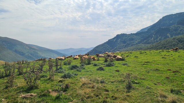 Vaches se reposant dans les estives avec la vall&eacute;e du Massatois en arri&egrave;re-plan (Port de Lers, Pyr&eacute;n&eacute;es ari&eacute;geoises)