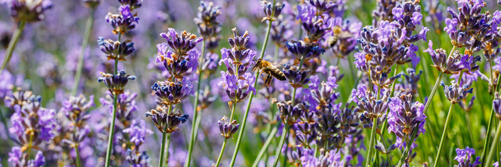 Buzzing bees gather nectar from lavender flowers in a bright field during daylight hours © Fleuronica
