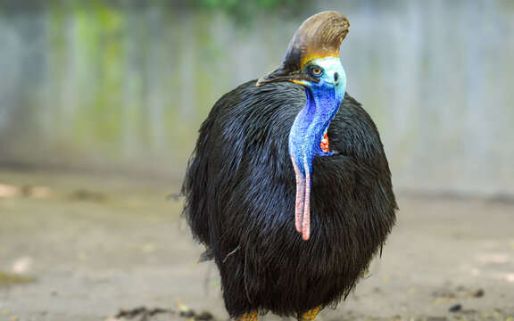 Double-crested cassowary, Southern cassowary (Casuarius casuarius) at the zoo