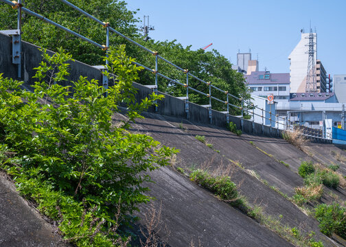 コンクリートの堤防に自生する新緑の植物と街並み