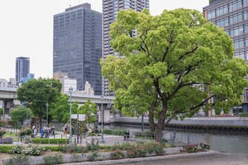 Fototapeta premium 美しい大木とバラ園がある都会の川沿いの公園
