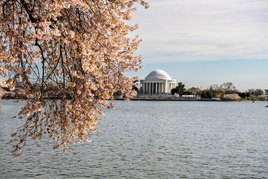 Washington, DC, USA - March 22nd 2024 - Cherry blossom season around the tidal basin in Washington, DC, with the Jefferson Memorial in the background.