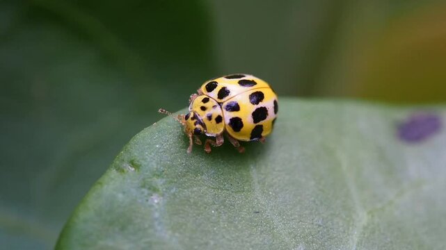 Yellow ladybug with black spots on leaf