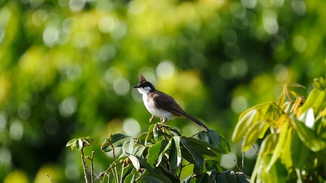 Red Whiskered Bulbul bird perching on longan tree