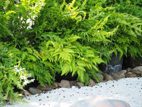 Spikemoss and Davallia ferns are planted together with other fern species with white gravel ground cover. leaves are triangular in shape.  leaves are serrated small, fine lobes, light green in color
