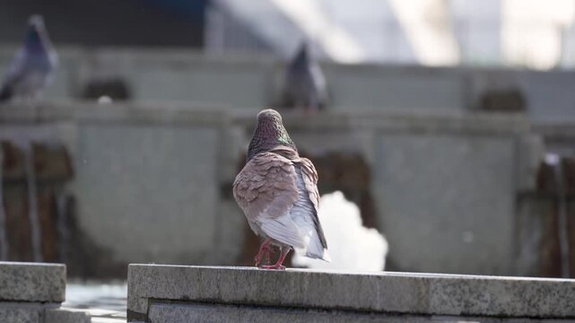 A rock pigeon stands on a stone ledge against a softly blurred urban background. The bird's grey plumage, pink feet and iridescent neck are visible.