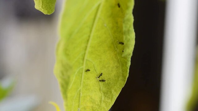 Calming Nature Footage of Ants