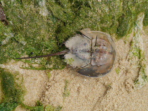 Chinese horseshoe crab on the beach