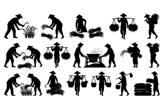 Silhouette illustrations of asian farmers in traditional hats harvesting rice.