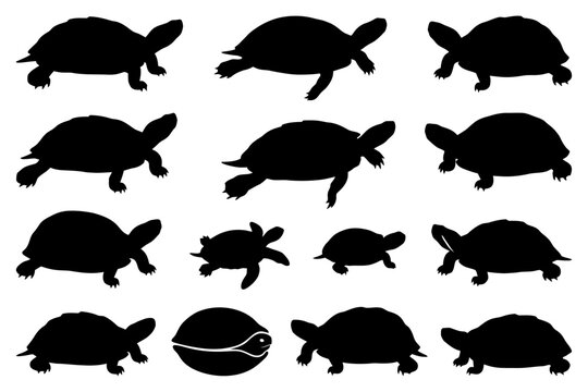 Silhouette collection of diverse tortoises and turtles in various poses.