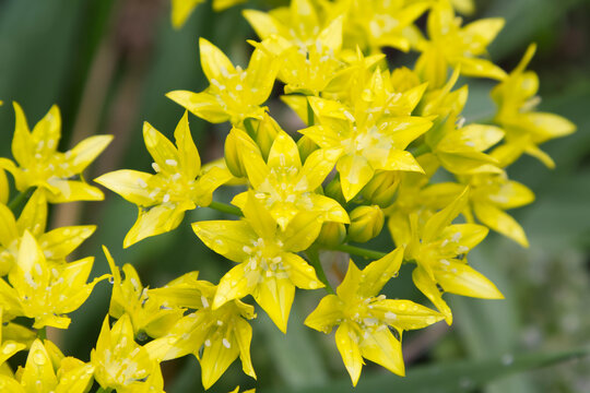 Bright Yellow Allium Moly Flowers with Water Droplets Closeup