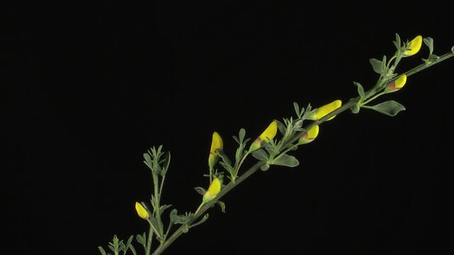 Broom Flower Blooming Time Lapse