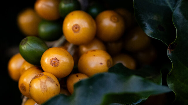 Macro close-up de frutos maduros de caf&eacute; amarelo Bourbon em um galho de &aacute;rvore com folhas verdes na planta&ccedil;&atilde;o.